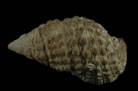 藏品(白葚蟹守螺)的圖片